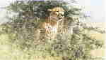 david shepherd cheetahs 1989 print