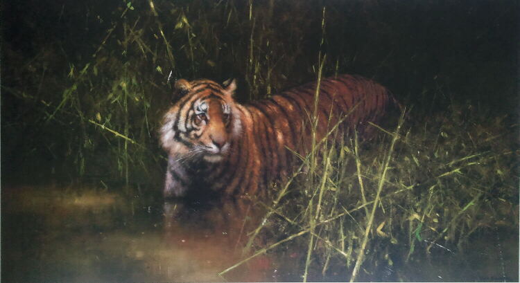 david shepherd  into the sunlight there came a tiger