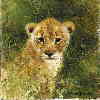david shepherd lion cub cameo print