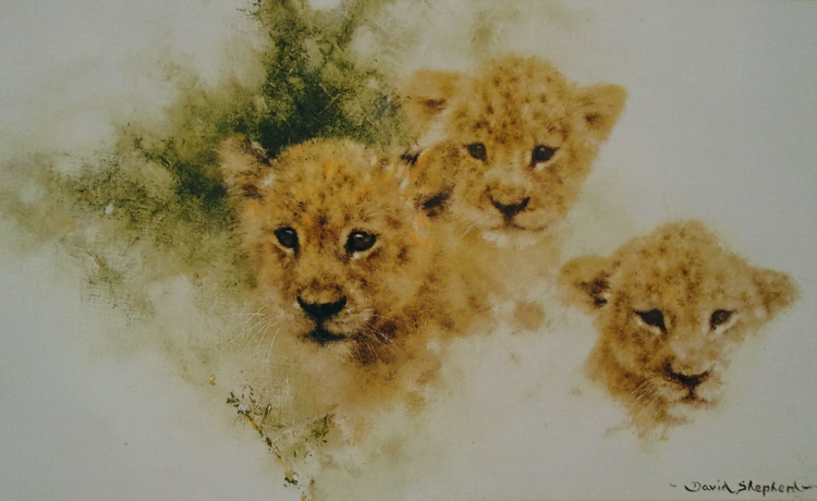 davidshepherd lion cubs