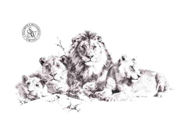 davidshepherd-lions-pencil