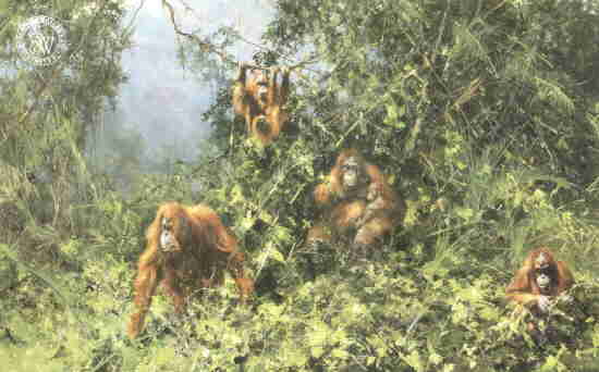 davidshepherd-orangutans