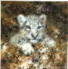 david shepherd snow leopard cub cameo, print